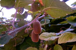 Image de Actinidia chinensis var. hispida C. F. Liang