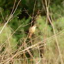 Image of Straight-billed Reedhaunter