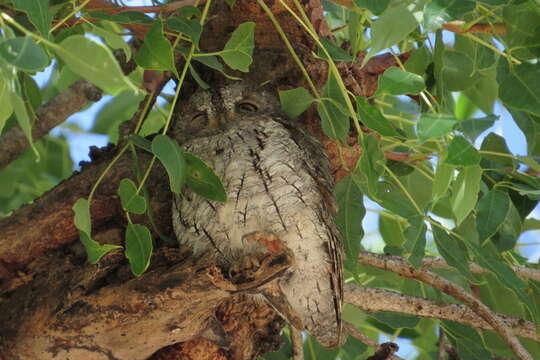 Image of Otus senegalensis senegalensis (Swainson 1837)