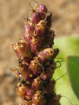 Plantago uliginosa F. W. Schmidt resmi