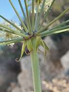 Слика од Thapsia scabra (Cav.) Simonsen, Rønsted, Weitzel & Spalik