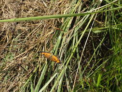 Image of Phyciodes cocyta