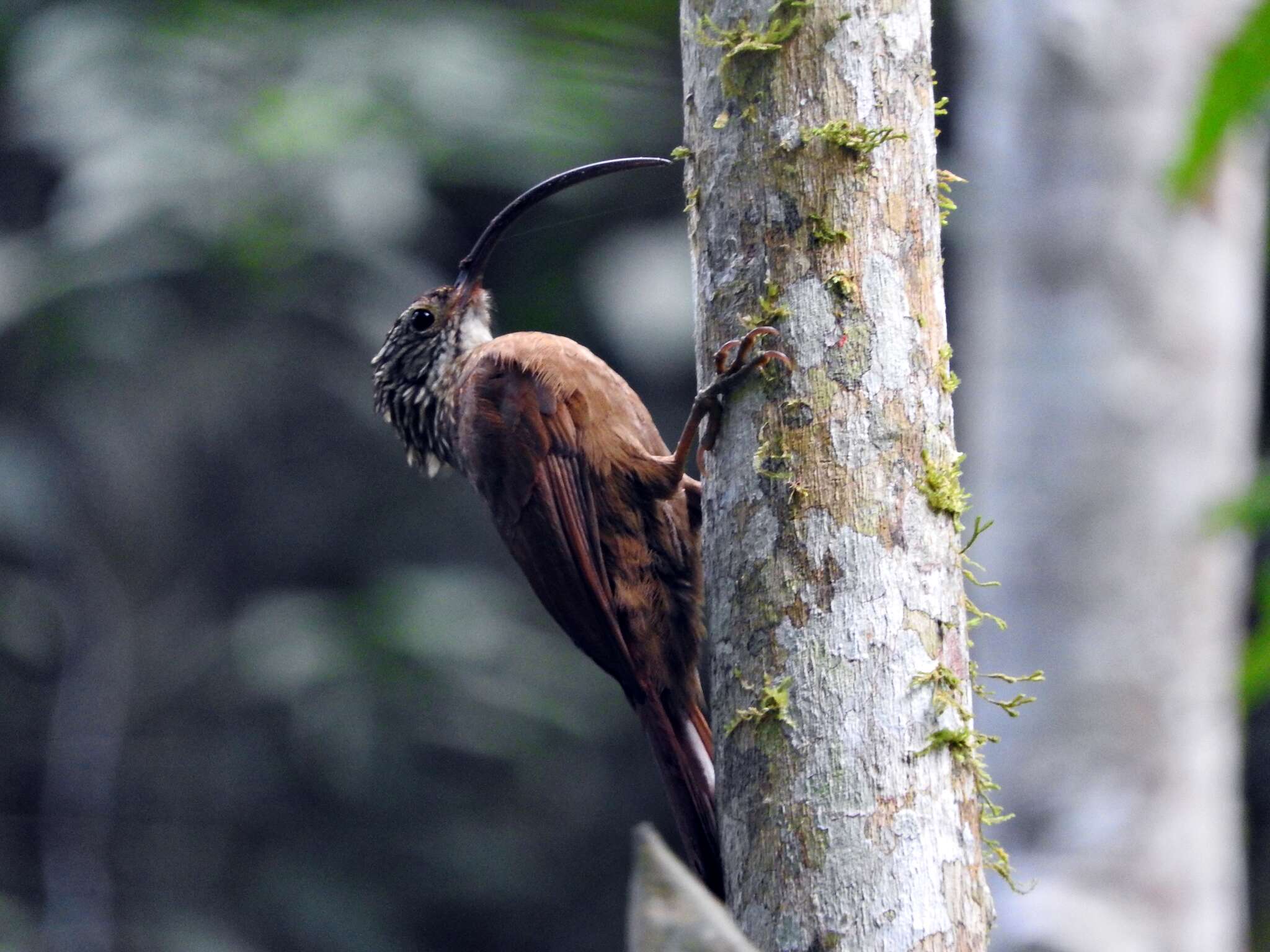 Image of Black-billed Scythebill