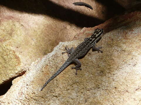 Image of white-headed dwarf gecko