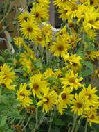 Image of ashy sunflower