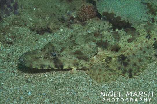 Image of Black-freckled flathead