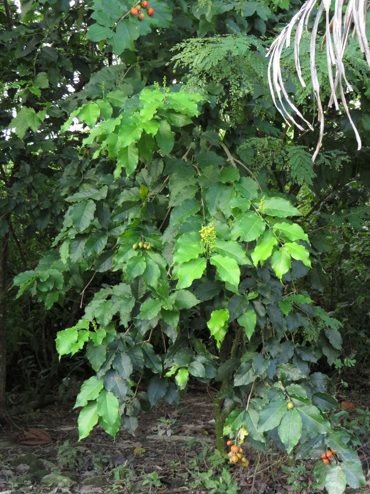 Image of Bunchosia armeniaca (Cav.) Rich.