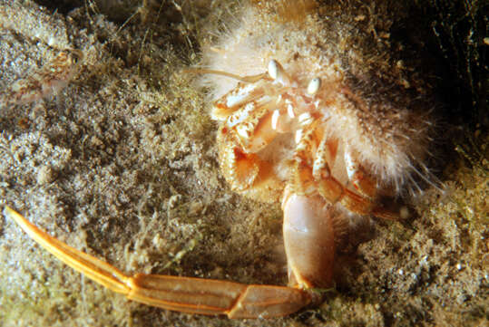 Image of Common hermit crab