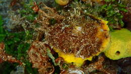 Image of yellow tylodina