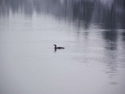 Image of Arctic Loon