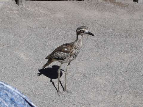 Image of Bush Stone-curlew