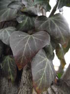 Image of English ivy