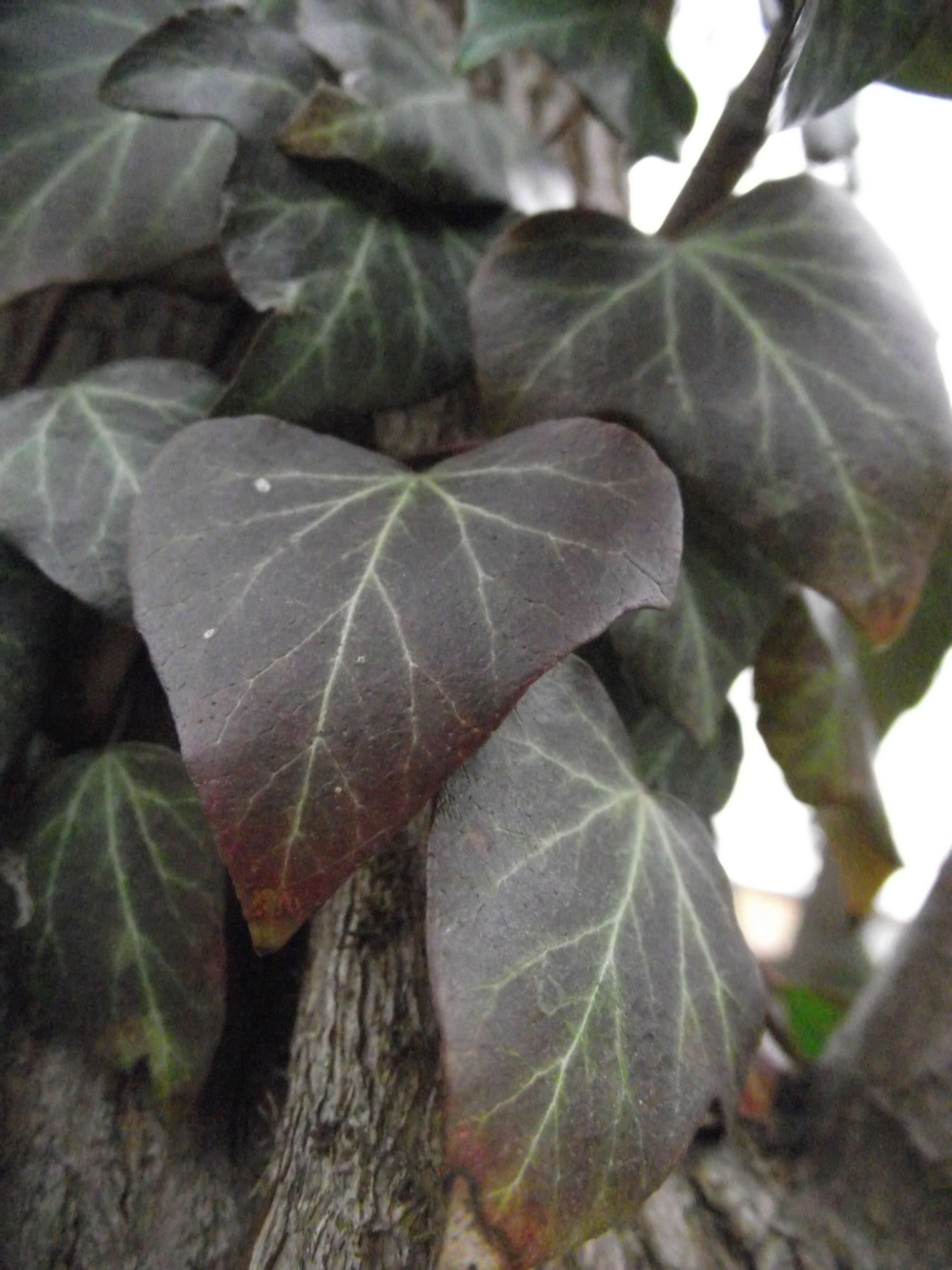 Image of English ivy