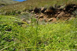 Image of Isolepis costata Hochst. ex A. Rich.