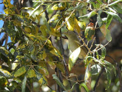 Image of Iberian Chiffchaff