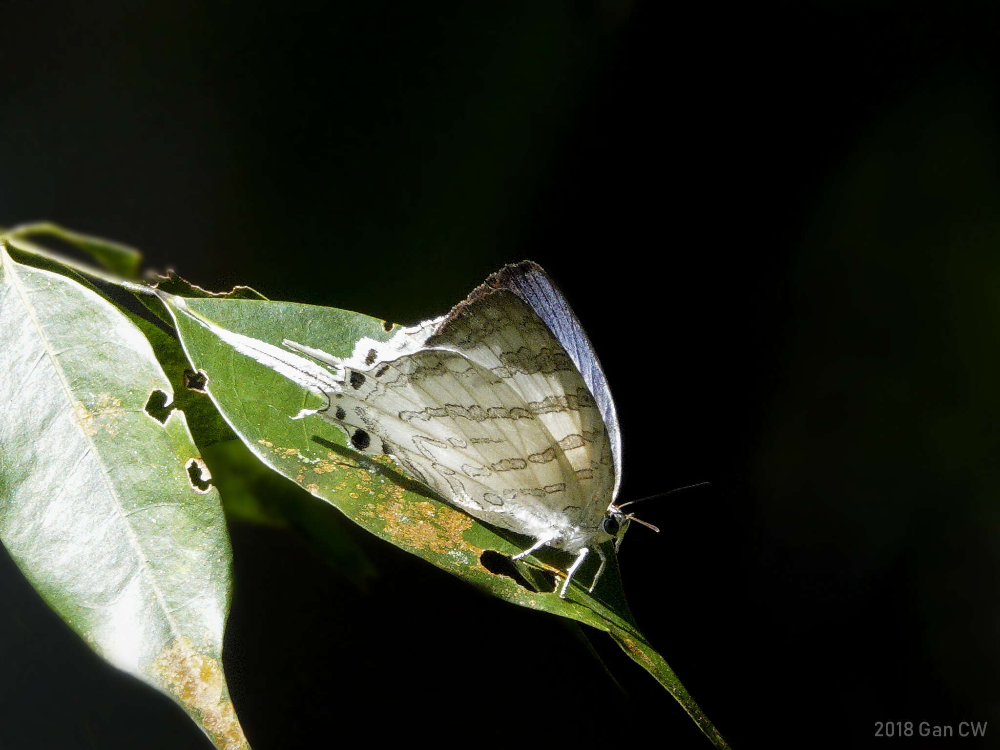 Image of Neomyrina nivea (Godman & Salvin 1878)