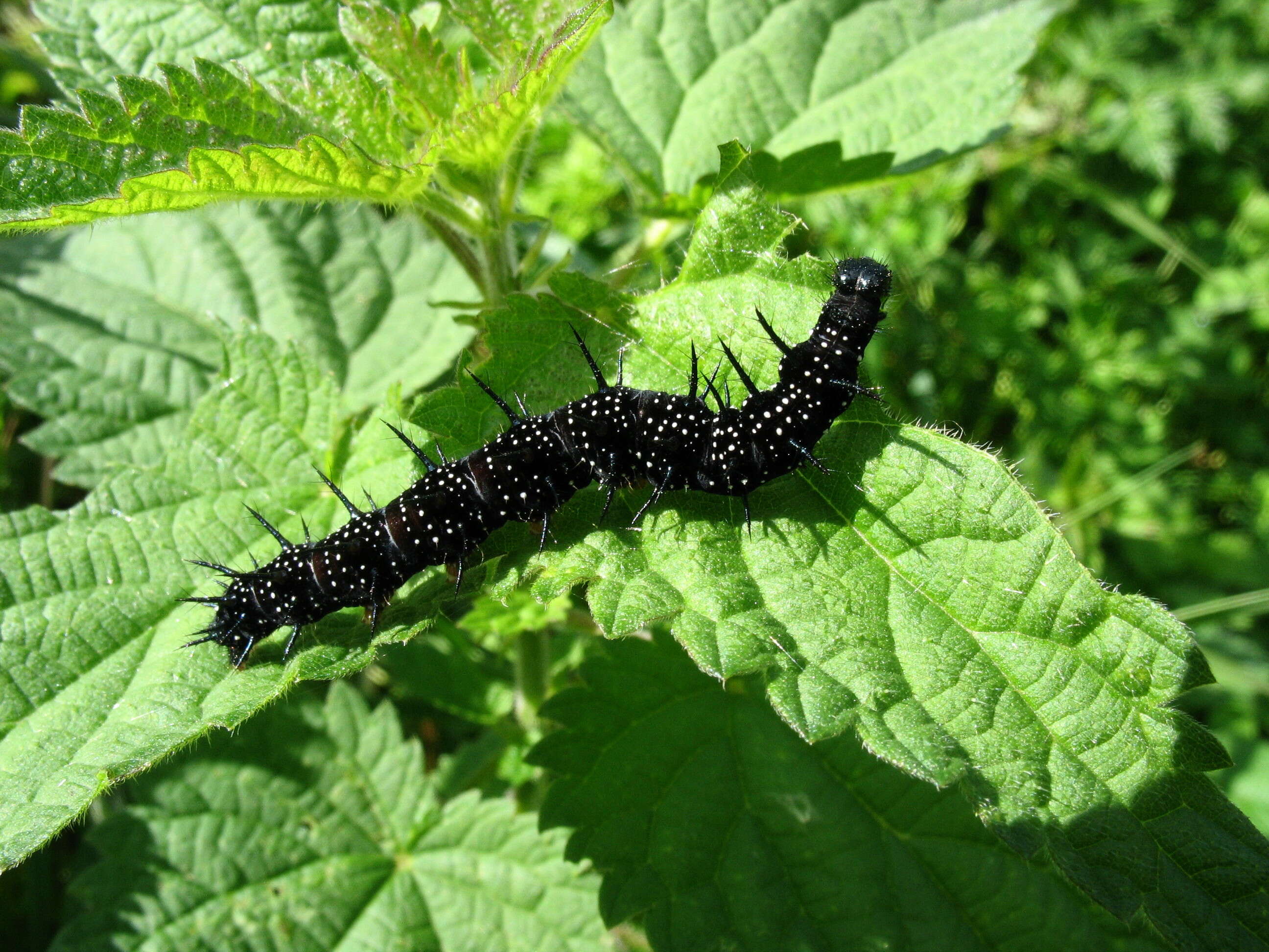 Image of Aglais io