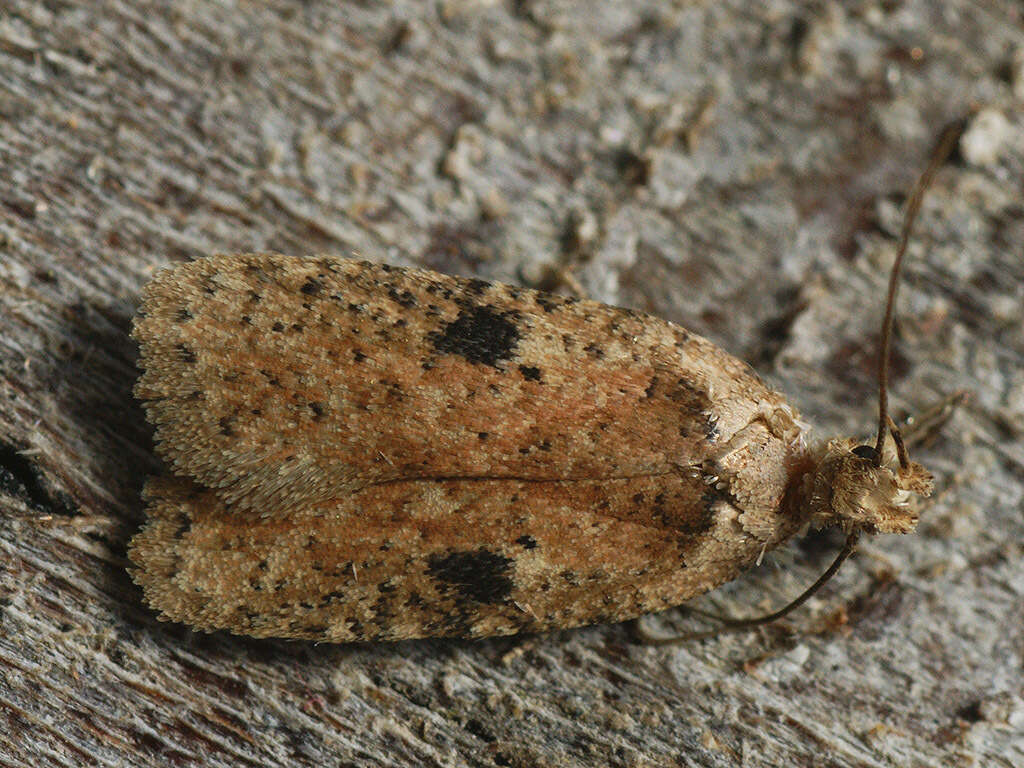 Image of Agonopterix propinquella Treitschke 1835