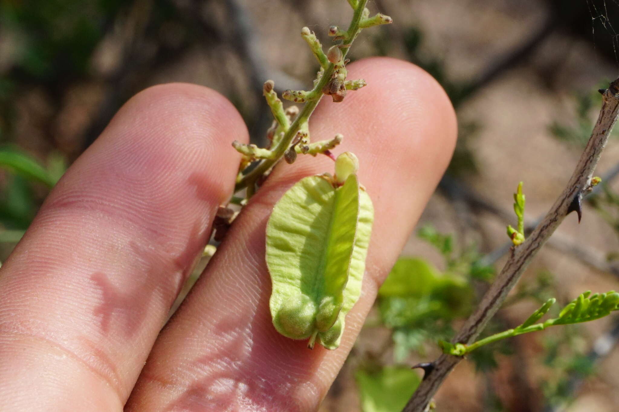 Image of Serjania palmeri S. Wats.