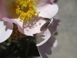 Image de Acmaeodera cisti Wollaston 1862