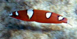 Image of African clown wrasse