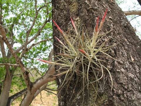 Image of Tillandsia schiedeana Steud.