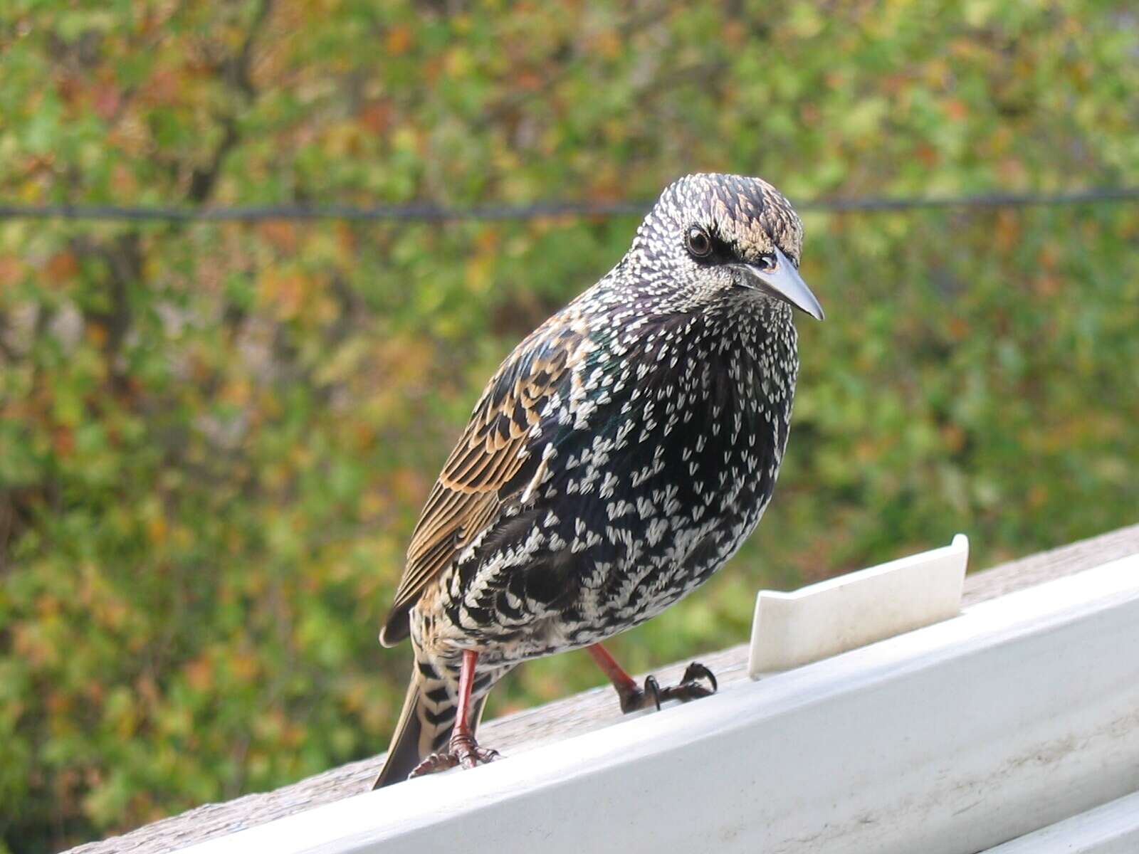 Image of Sturnus Linnaeus 1758