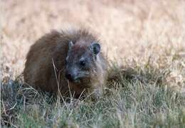 Image of Procavia capensis johnstoni Thomas 1894