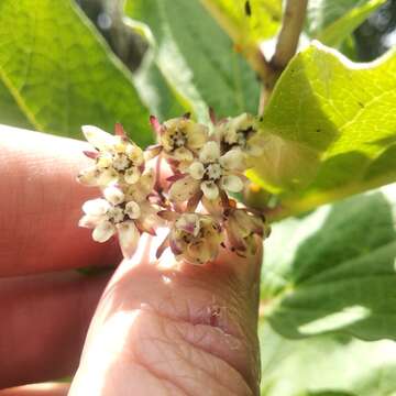 Image of Asclepias pringlei (Greenm.) R. E. Woodson