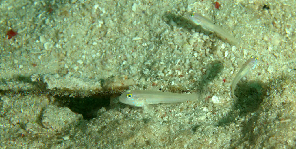 Image of Sixspot goby