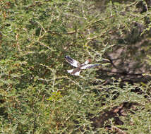 Image of Tanzanian Red-billed Hornbill