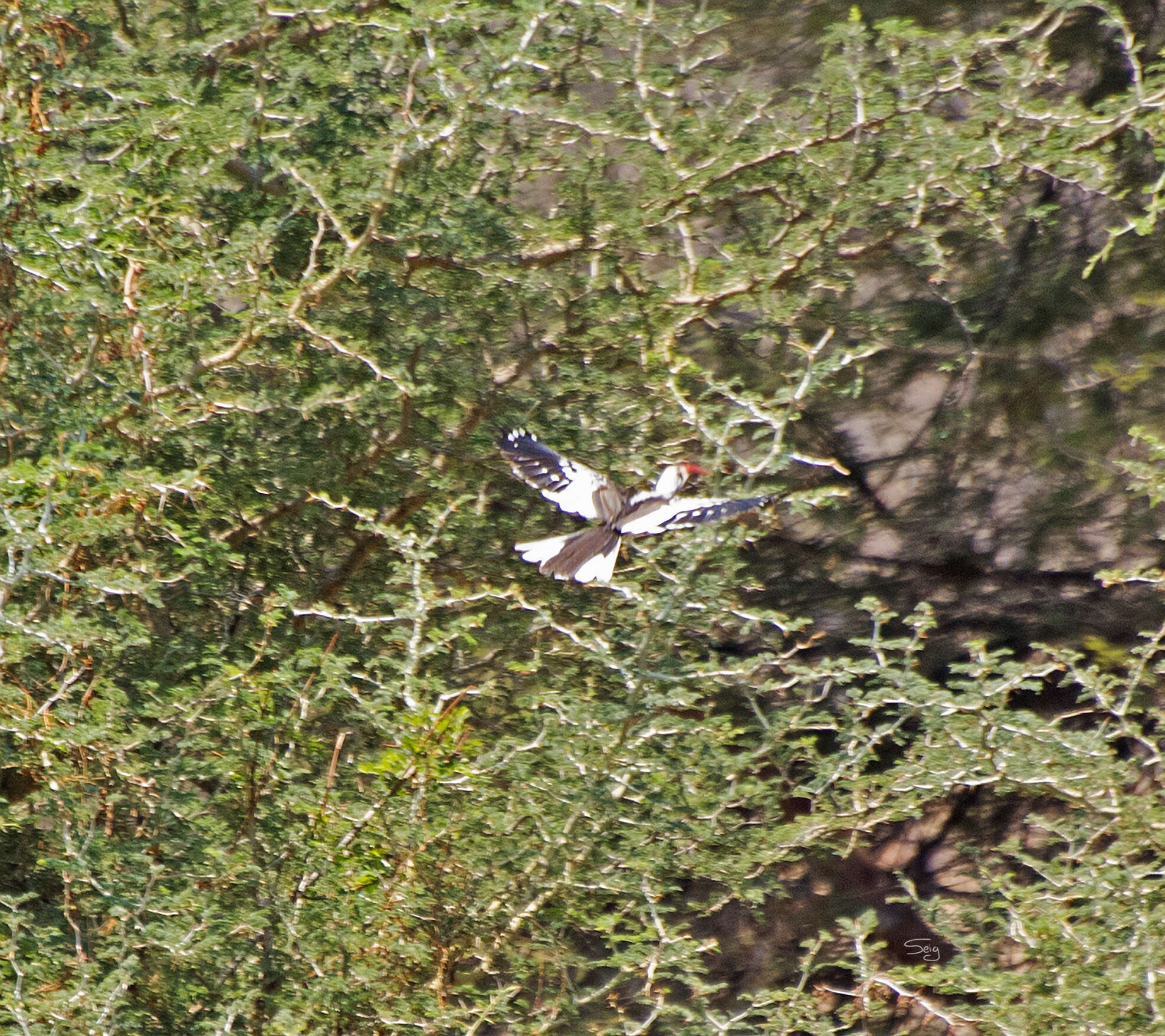 Image of Tanzanian Red-billed Hornbill