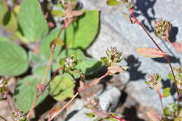 Слика од Polygonum minimum S. Wats.