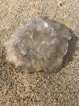 Image of Pacific moon jelly