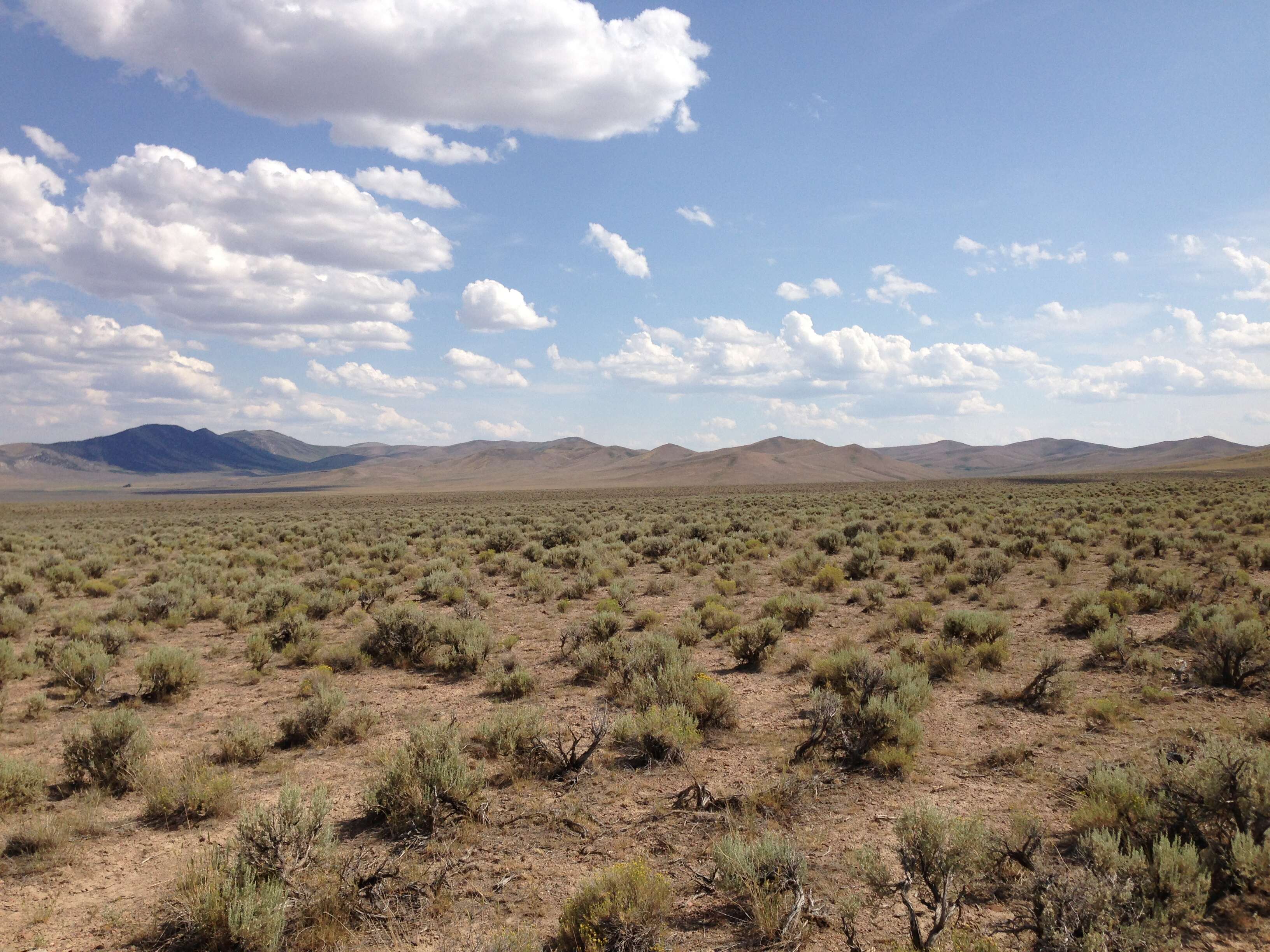 Imagem de Artemisia tridentata (Nutt.) W. A. Weber