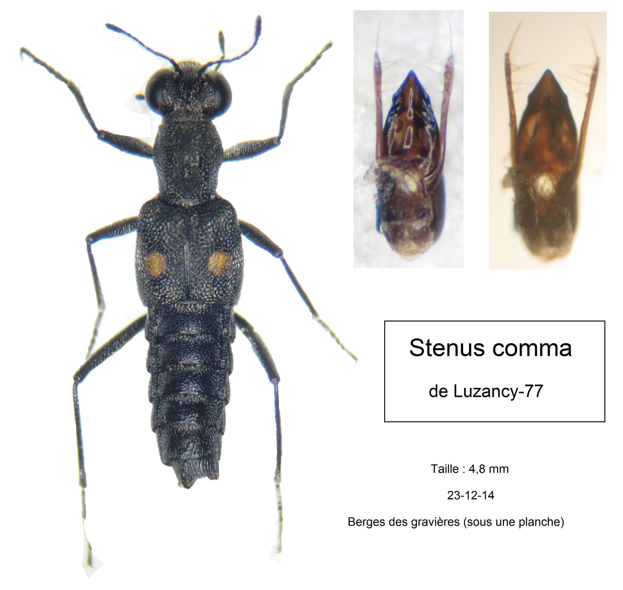 Stenus (Stenus) comma Le Conte & J. L. 1863 resmi