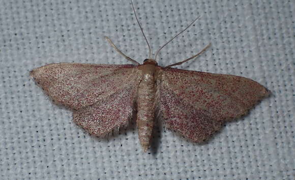 Image of Idaea infirmaria Rambur 1833