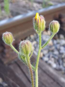 Image of stinking hawksbeard