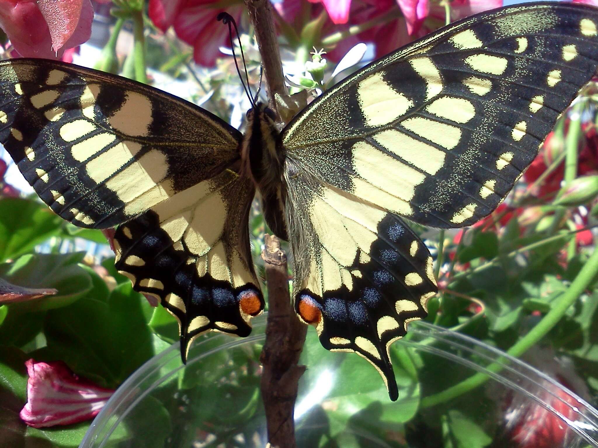 Image of Old World Swallowtail