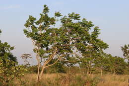 Image of Jacaranda cuspidifolia Mart.