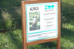 Image of Alpaca