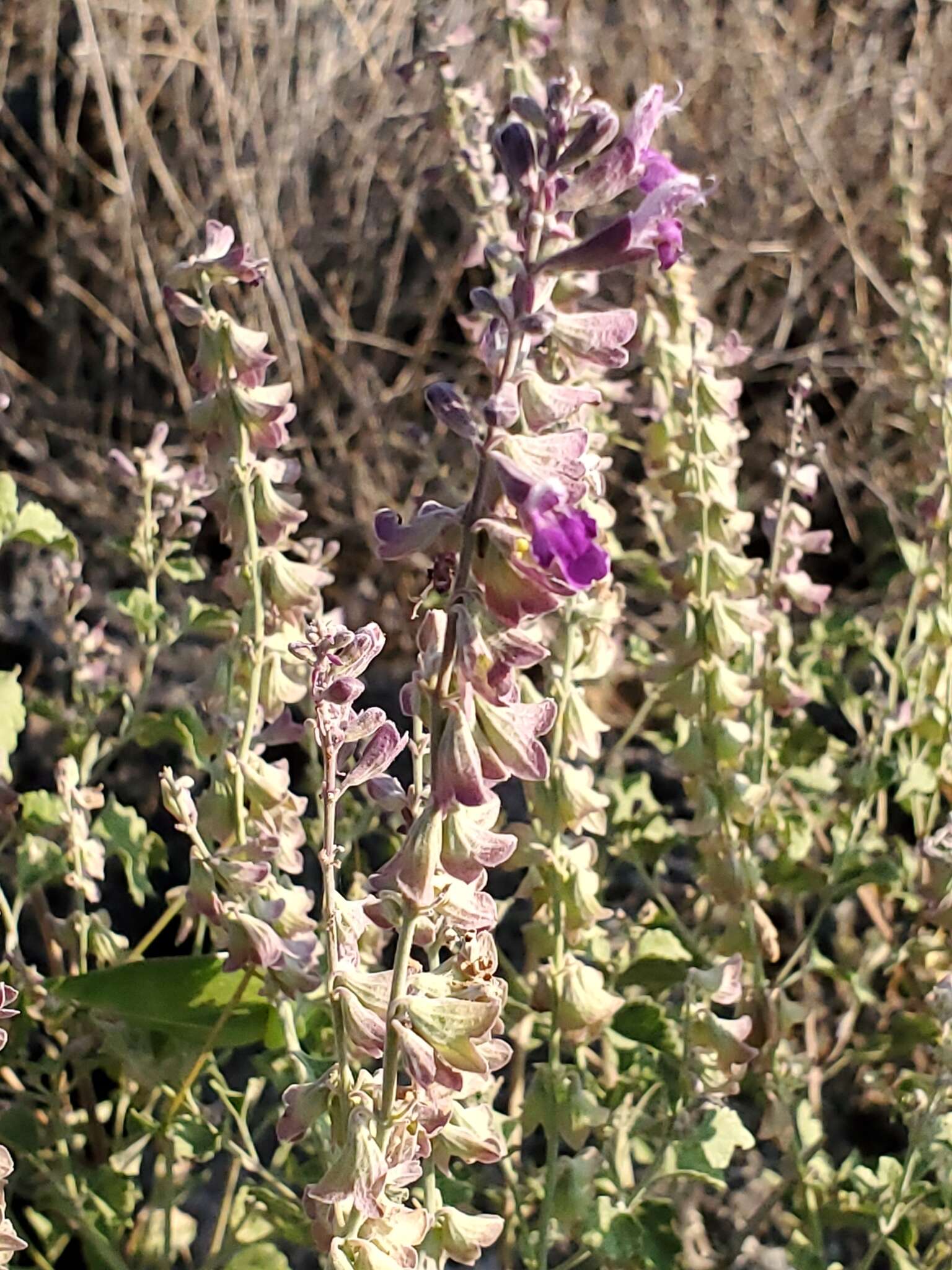 Image of rock sage