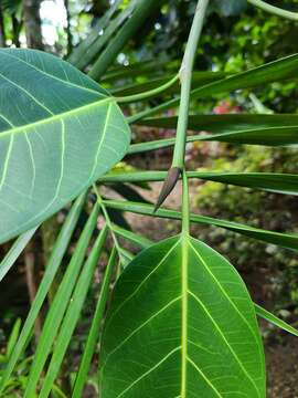 Image de Ficus altissima Bl.