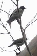 Image of Black-headed Honeyeater