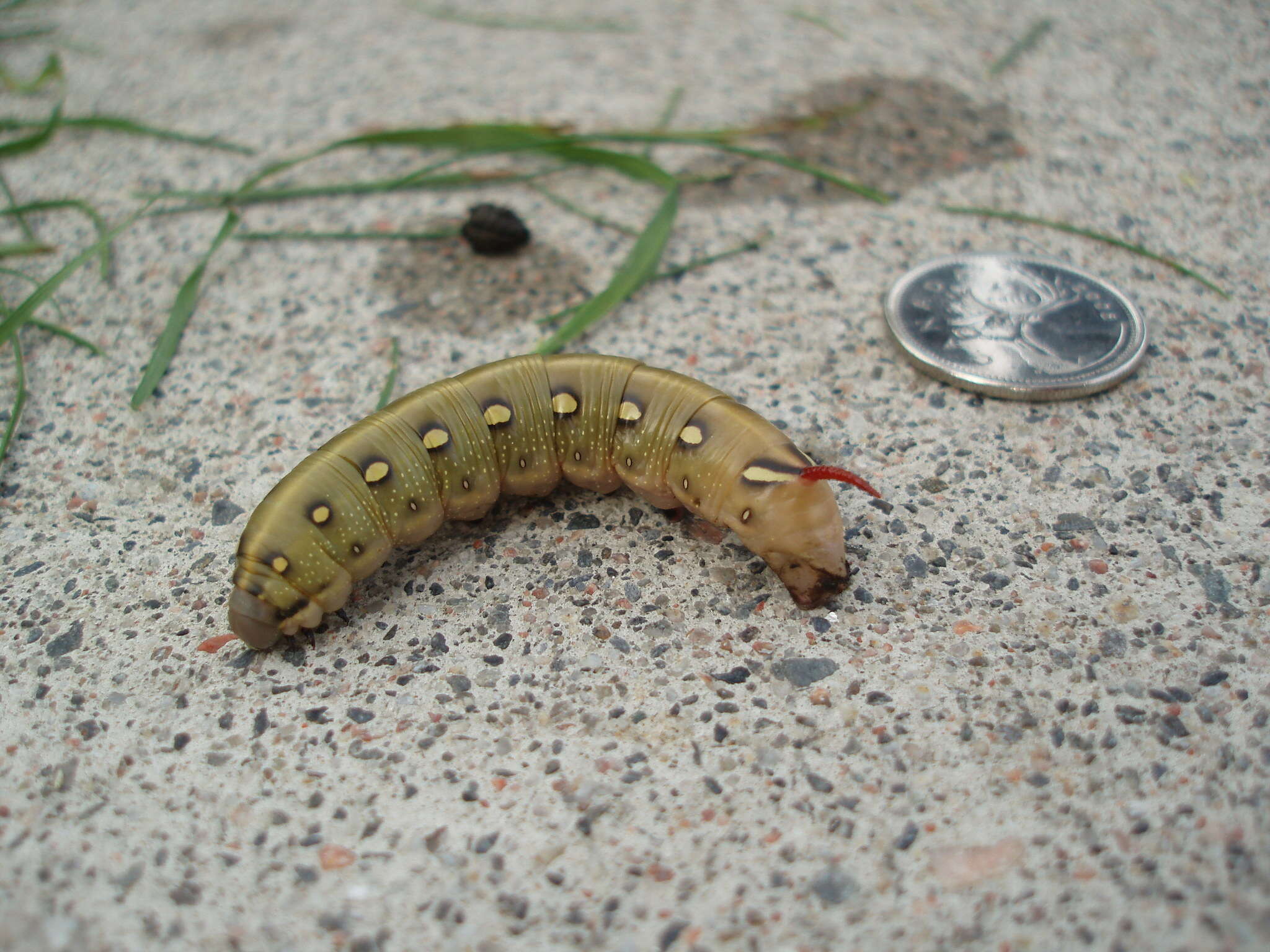 Image of Galium Sphinx