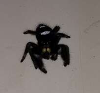 صورة Phidippus regius C. L. Koch 1846