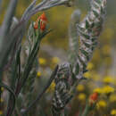 Image of Cottony Bluebush