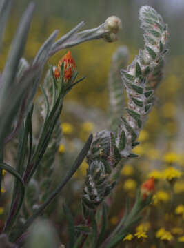 Image of Cottony Bluebush