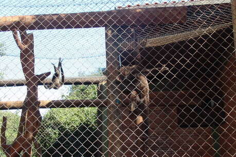 Image of Woolly monkey