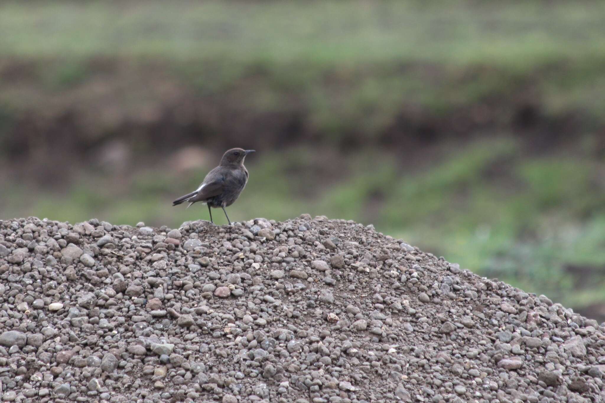 Image of Mountain Wheatear